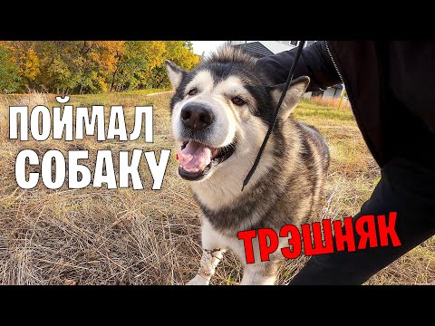Видео: НАШЁЛ ХАСКИ / собаки сбежали из дома