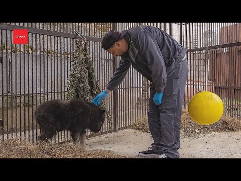 Видео: Осиротевший овцебык с Таймыра будет жить в красноярском зоопарке