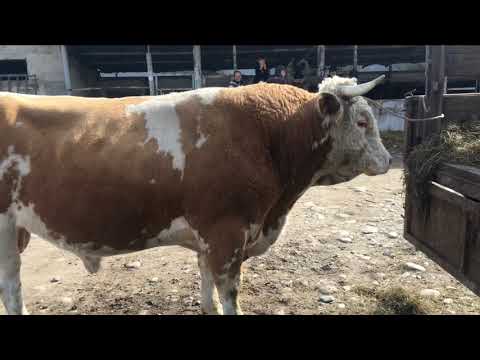 Видео: Скотный рынок город баксан