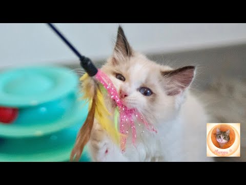 Видео: Приготовься Улыбаться! Самые Смешные Кошки Интернета 2024