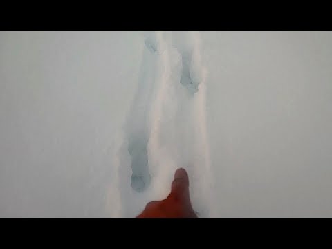 Видео: СТАЯ ВОЛКОВ ХОТЕЛА СКУШАТЬ ЛОСЕЙ, НО ТУТ ПРИЕХАЛ Я! #таёжныйпромысел #охота #тайга #охотанаволка