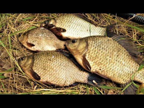 Видео: Ловля карася. Секреты ловли крупного карася.