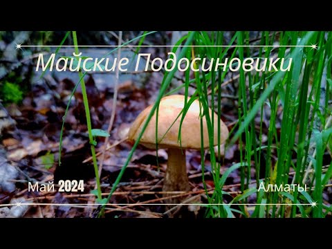 Видео: Подосиновики май 2024 Алматы