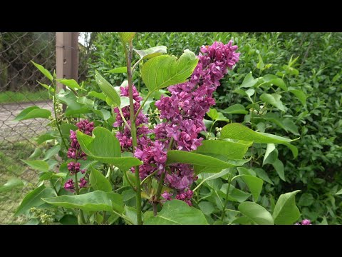 Видео: Епизод 64. Отново на терен !