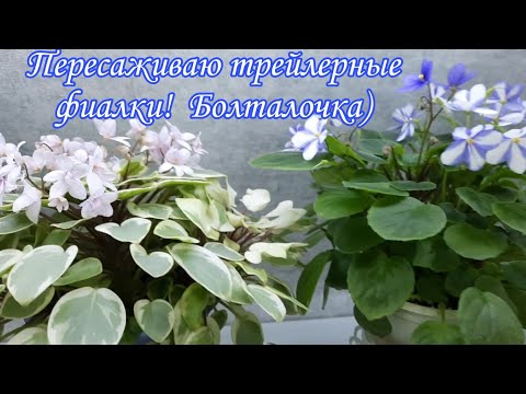 Видео: Пересаживаю трейлерные фиалки! Болталочка)