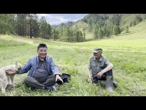 Видео: Јажытту Алтай , Алтынчы берилте , Баатыр Кӧӧрӧгӧш , Эски тагыл