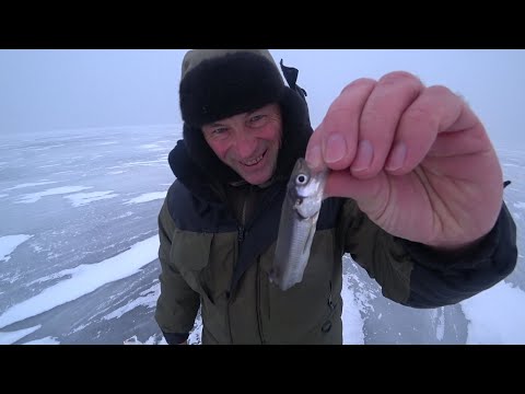 Видео: Корюшка. Сестрорецкий Курорт. 27.12.22.