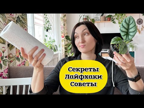 Видео: Лайфхаки, которые действительно работают! Советы и приемы для комнатного цветоводства