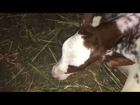 Видео: Выжигание рогов у маленьких телят(тёлочки)