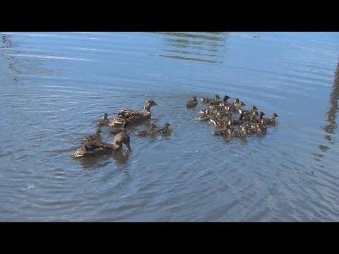 Видео: Первый выход  утят от подсадных уток на пруд.