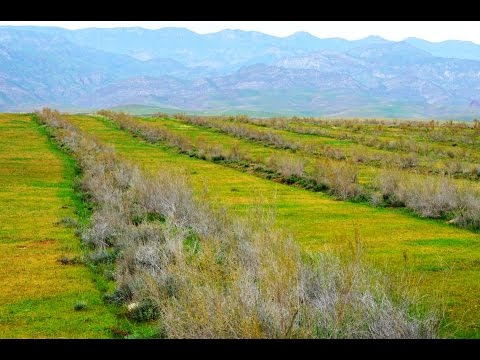 Видео: Культурный саксаул для подкормки овец на зимних пастбищах. Республика Таджикистан.