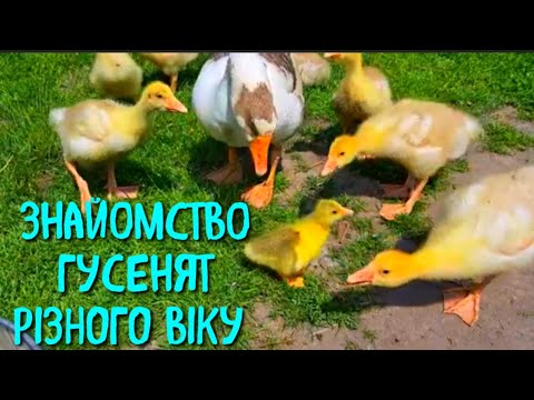 Видео: ГУСЕНЯТА МАЛІ ТА СТАРШІ РАЗОМ?? ЧИ ВДАСТЬСЯ З'ЄДНАТИ ГУСЕНЯТ В 2 ТИЖНІ РІЗНИЦІ? 