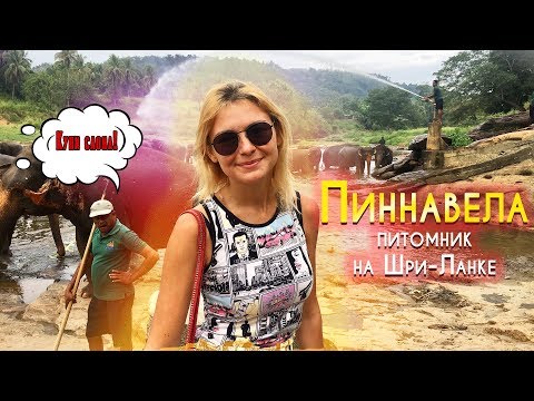 Видео: ШРИ-ЛАНКА. Пиннавела - питомник для слонов на Шри-Ланке. Слоновий приют Pinnawala Elephant Orphanage