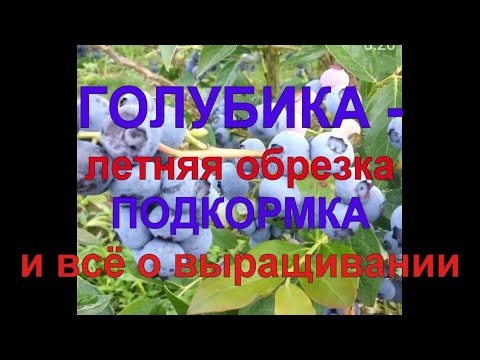 Видео: 32. ГОЛУБИКА  -  все секреты выращивания ПО КАНАДСКОЙ ТЕХНОЛОГИИ!