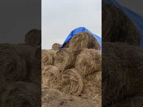 Видео: Хранение сена под открытым небом