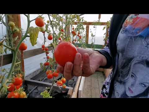 Видео: Тиэргэн быйаҥа. Оҕуруотчуттарга тэттик сүбэлэр