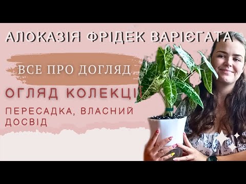 Видео: Алоказія Фрідек Варієгата, догляд, пересадка,  огляд колекції