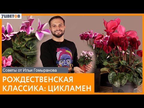 Видео: РОЖДЕСТВЕНСКАЯ КЛАССИКА: ЦИКЛАМЕН | Советы от Ильи Гомыранова