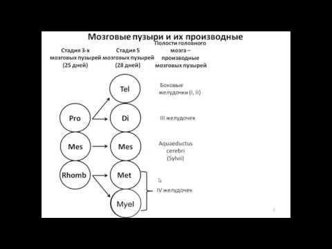Видео: Развитие головного мозга: стадии 3 и 5 мозговых пузырей