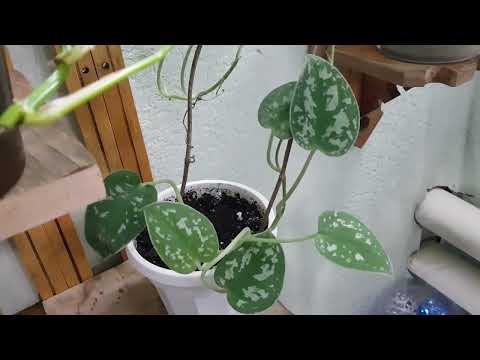 Видео: Дом в цветах// Обзор комнатных цветов. Занесла цветы. Октябрь.