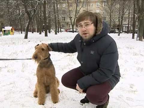 Видео: Эрдельтерьер