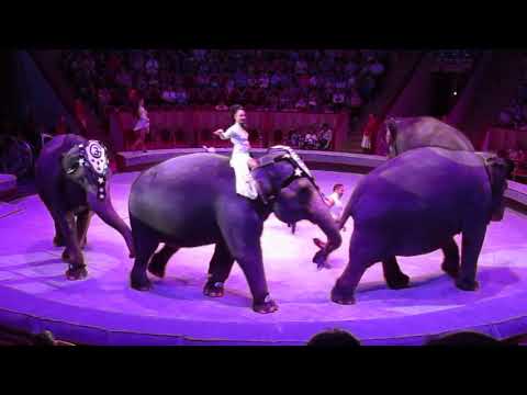 Видео: Цирк на Фонтанке Чинизелли - 26 мая 2018