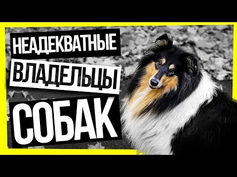 Видео: НЕАДЕКВАТНЫЕ ВЛАДЕЛЬЦЫ СОБАК