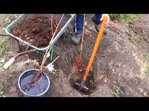 Видео: Приобрели саженцы деревьев и кустарников? Делайте так, и приживаемость будет всегда 100%!