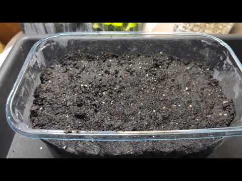 Видео: Хоста из семян...как выглядят сеянцы...пикировка сеянцев #hosta#propagation#from seeds#