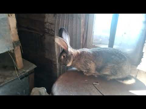Видео: Смена стратегий.Фландры не оправдали оказанного им высокого доверия