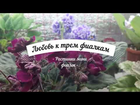 Видео: Растишки мини фиалок Появление деток