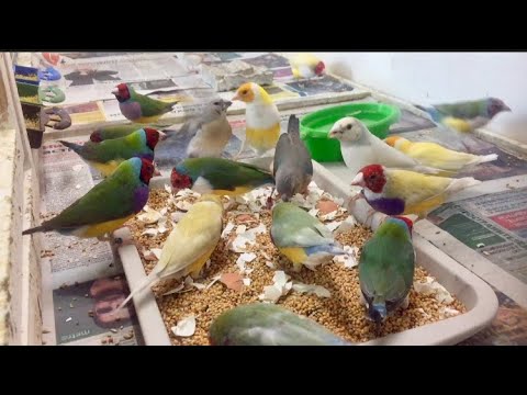 Видео: Май,Амадины Гульда.