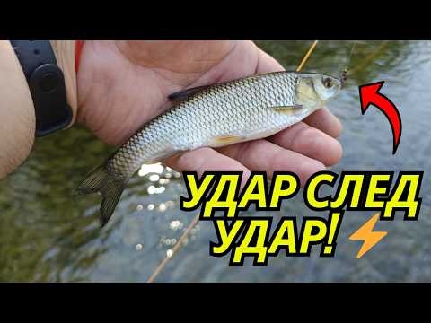 Видео: Риболов на кефал с суха муха (бръмбър) 🎣 | Най-резултатната техника за летен риболов!