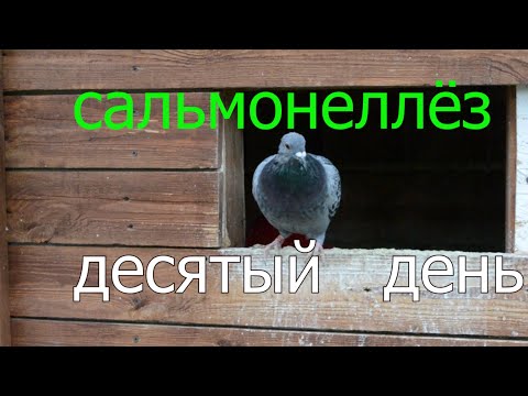 Видео: САЛЬМОНЕЛЛЁЗ  ГОЛУБЕЙ,БОЛЕЕМ 10 ДНЕЙ. Какие последствия, итоги лечения.