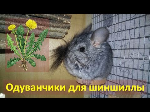 Видео: Как сушить одуванчики шиншилле / что за зверь такой - ШИНШИЛЛА?