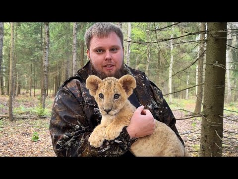 Видео: ГДЕ БЫЛ ЛЬВЁНОК Зевс? Наш новый спасённый лев, который приехал с Ханом ❤️