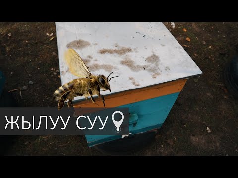 Видео: Бал аарыны кыш мезгилине даярдоо | Элет Деми