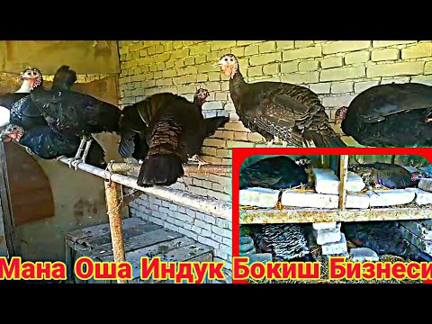 Видео: УЙ ШАРОИТИДА ИНДЮК КОПАЙТИРИШ БОКИШ БИЗНЕСИ СИЗ КУТГАН ВИДЕО