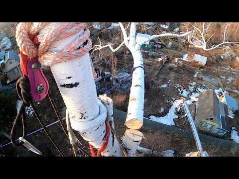 Видео: Спил пары ёлок и берёзы в СНТ Ранетка   часть 2