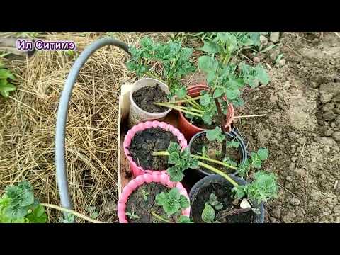 Видео: Хортуоска - картофель уһун араскытын  быктаран үүннэрии. Желающим поддержать канал ссылка в описании