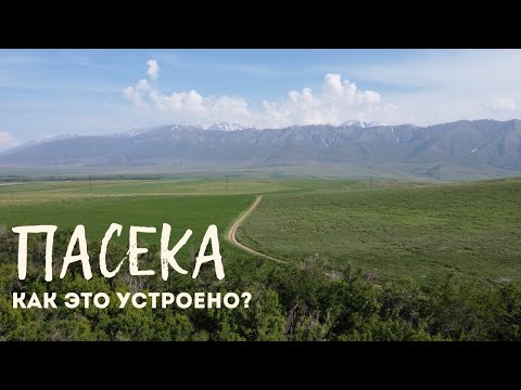 Видео: Пасека. Самый экологичный бизнес. Как устроена пчелиная семья? Что такое мёд?