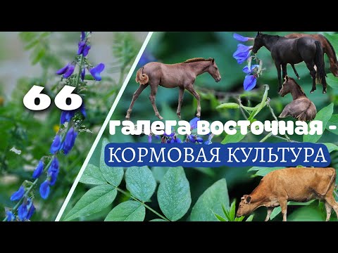 Видео: Галега Восточная: спасение кормовой базы! как эта культура изменит ваше сельское хозяйство?