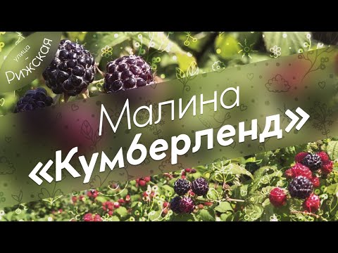 Видео: Чёрная малина «Кумберленд» 🖤 Обзор сорта чёрной малины