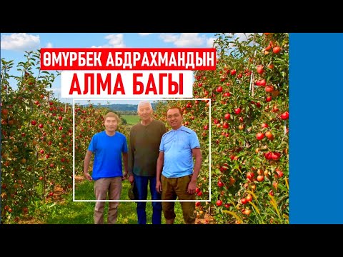 Видео: Эрнис Кыяз: Өмүрбек Абдырахмандын алма багы (видео-сапар)