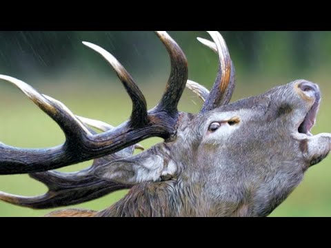 Видео: Ты должен страдать чтобы стать человеком. Антиаленизм. Мужское движение
