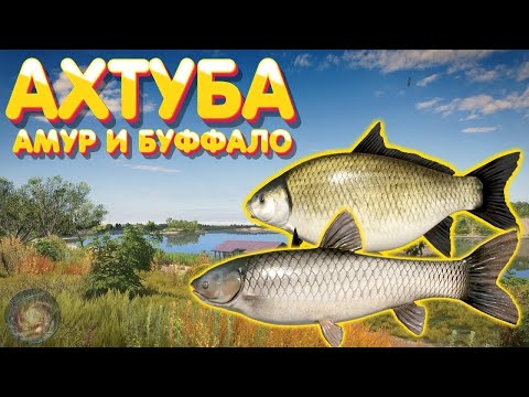 Видео: Ловим буффало рр4 | Srcret Views