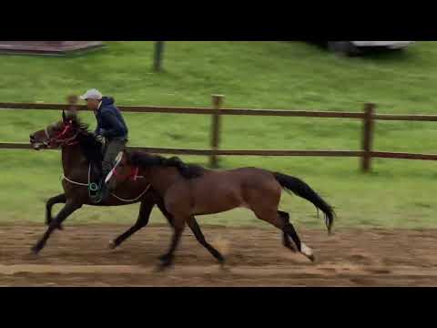 Видео: 🐎🐎🐎 скачки