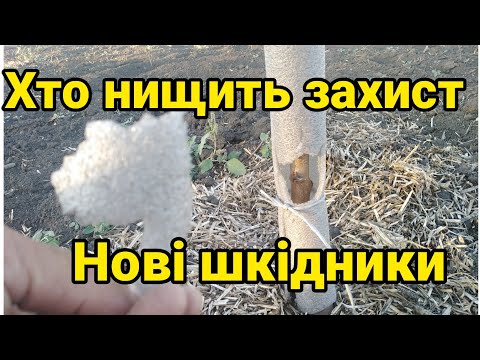 Видео: 13.09.25. Захист стовбура дерева від пошкоджень. Хтось його рве як тузик грілку. 🤔