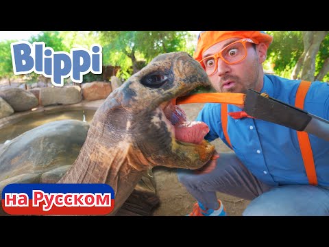 Видео: Блиппи посещает Зоопарк в Фениксе! | Блиппи на Русском | Изучай этот Мир вместе с Блиппи | Blippi
