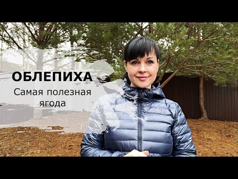 Видео: Чем полезна облепиха / Мои сорта облепихи / Посадка облепихи